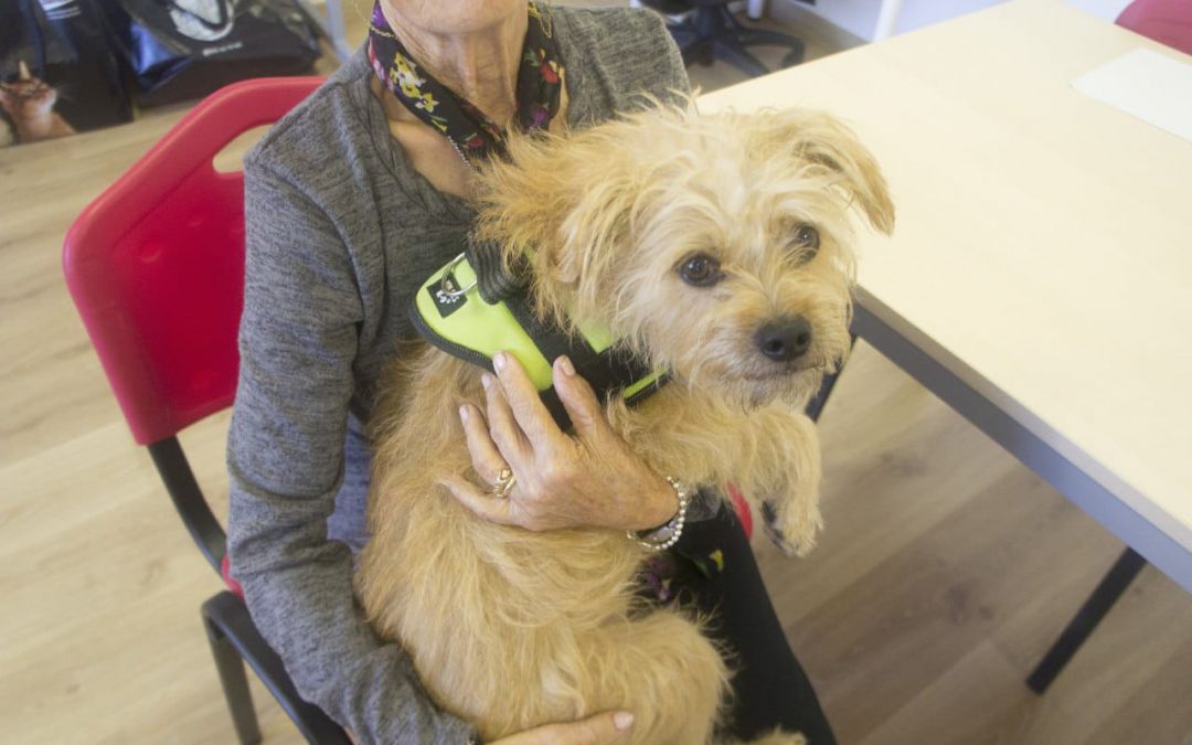 Recuerda proteger también a las mascotas de los excesos de calor