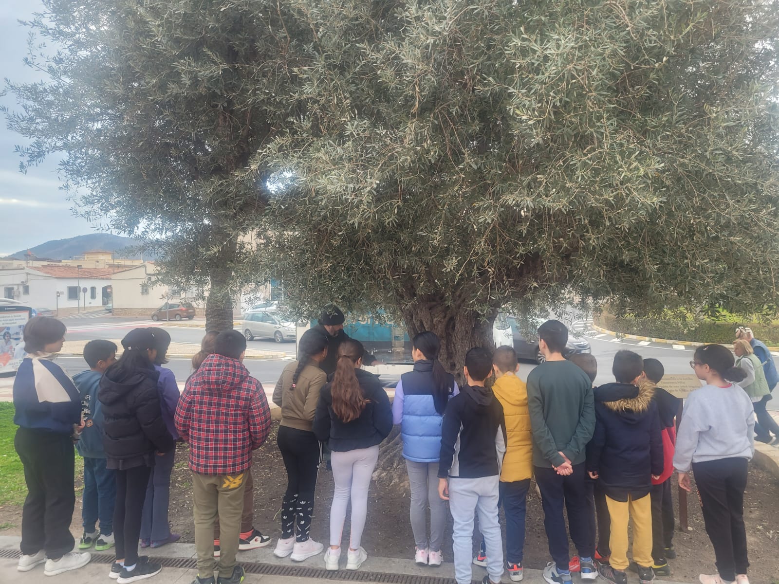 Estudiantes de l’Alfàs descubren parte de la riqueza patrimonial natural del municipio en el Día del Árbol