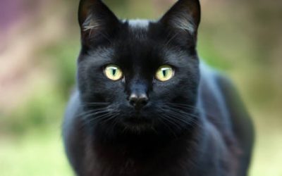 L’Alfàs refuerza la vigilancia de las colonias felinas días antes de la celebración de Halloween