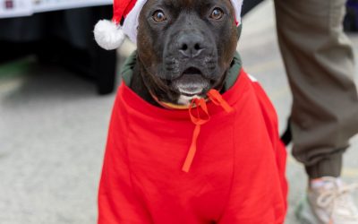Por 2º año consecutivo APPA ha celebrado en l’Alfàs el II Mercadillo Navideño Solidario