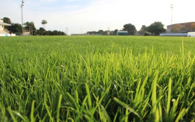 José  Plaza supervisa los trabajos de mejora  del estadio municipal del polideportivo  donde se ha realizado un replantado del campo de fútbol