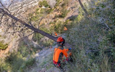 Más de 400 pinos secos retirados en Serra Gelada dentro del plan de choque frente a la sequía