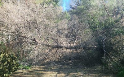 El temporal de viento deja incidencias en l’Alfàs del Pi por caída de árboles