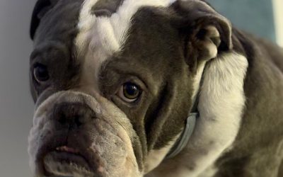 Recuerda las principales recomendaciones para proteger a las mascotas durante las olas de calor